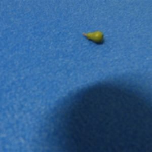 peer