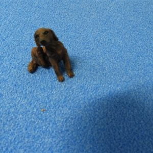 hond