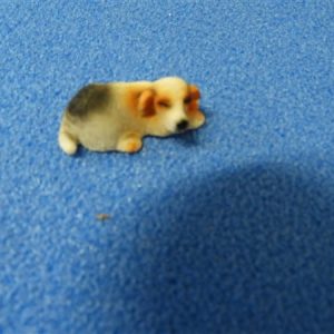 hond
